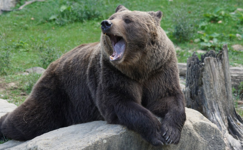 В Финляндии граждан попросили спрятать мусор из-за проснувшихся медведей