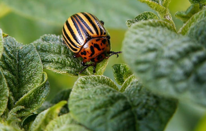 Агроном Коврижных назвала дачникам неочевидные способы спастись от колорадского жука