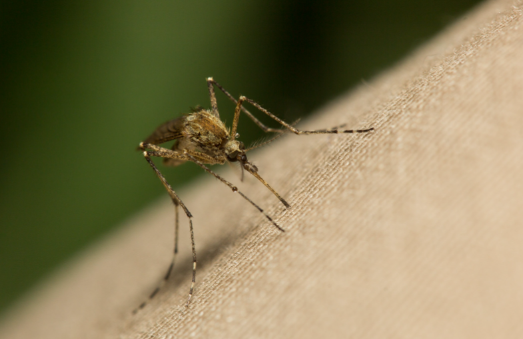 Роспотребнадзор опроверг появление опасных тайских комаров на Алтае