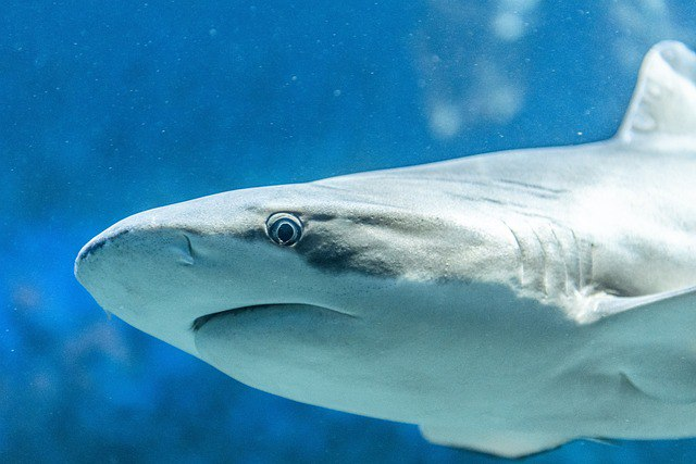 Livescience: Акулы начали чаще нападать на людей из-за засухи