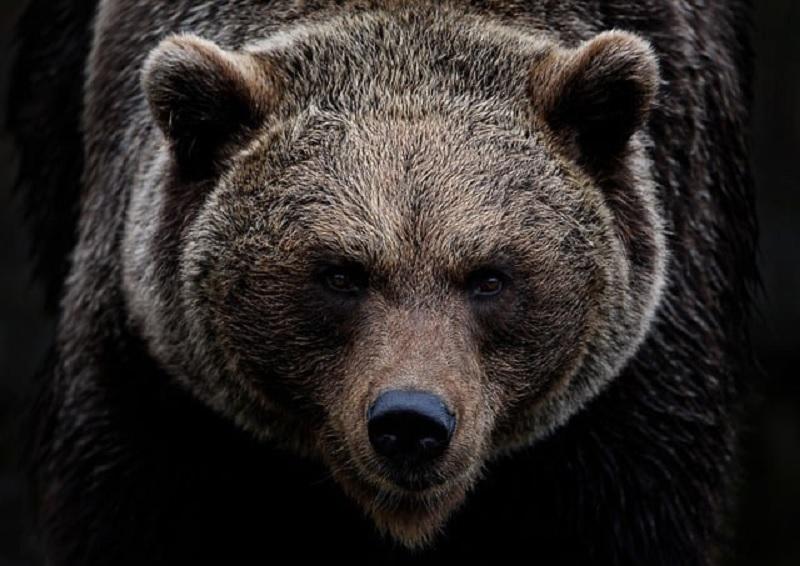 Медведь напал на авто на Сахалине: изуродовал машину, никто не пострадал