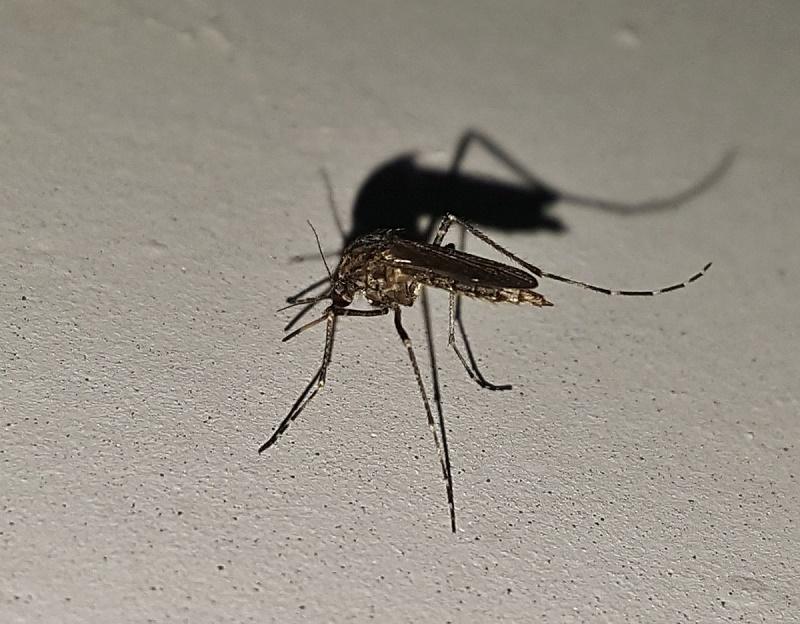 В РБК предупредили о риске распространения лихорадки денге из-за ОИ в Париже