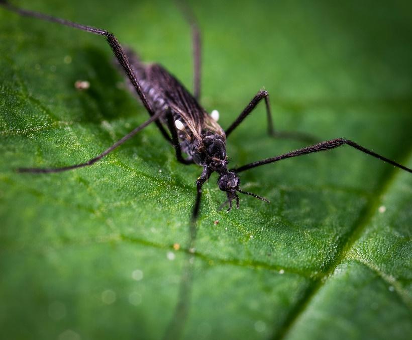 Биолог Удавлиев предупредил об опасности для животных укусов насекомых