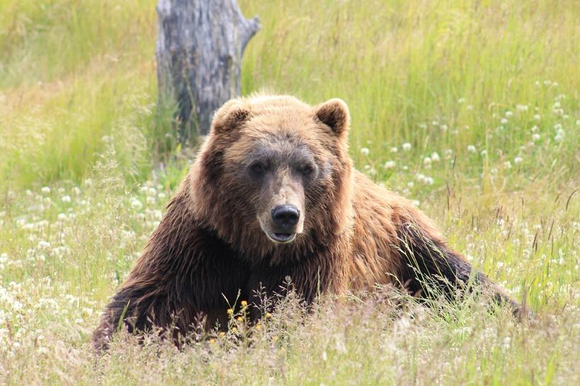 На Аляске медведь пытался войти в дом съёмочной группы из Германии