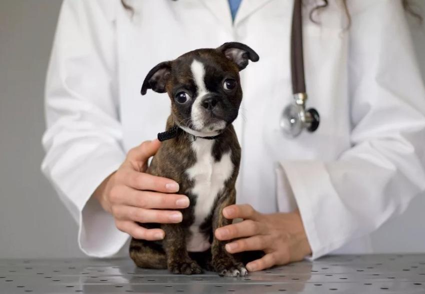 Ветеринарные дерматологи отмечают рост обращений владельцев собак с кожными заболеваниями