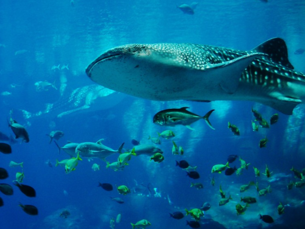 Акула впервые попала в объектив камеры в почти ледяной глубине Антарктиды