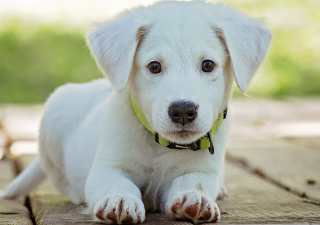 Эксперты объяснили, почему крошечные собаки часто дрожат