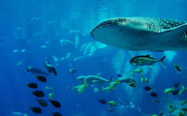 Врач погиб во время катания на вингфойле в Новой Каледонии