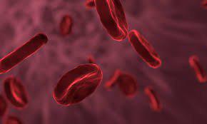 Врач Голубенко рассказала о способе поднять уровень гемоглобина в крови
